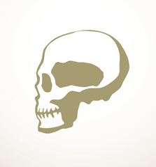 Vector drawing. Skull and neck bones