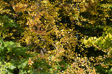 A tree with leaves that are yellow and green