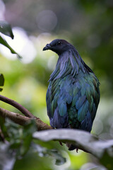 Nicobar pigeon on a tree branch, close up of a nicobar pigeon