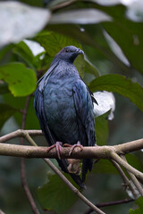 Obraz premium Nicobar pigeon on a tree branch, close up of a nicobar pigeon