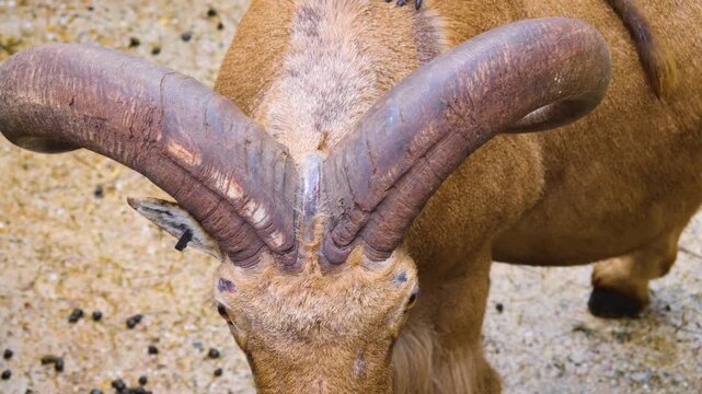Close up of baboon monkey grooming an African mountain goat while sitting on it's back on a sunny day