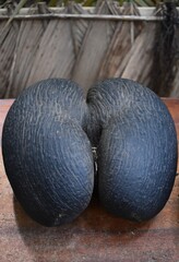 cocotier de mer ou coco de mer ou cocofesse