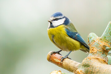 sikorka modraszka (Cyanistes caeruleus) na gałęzi na rozmytym jednolitym tle © Henryk Niestrój