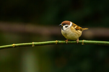 ptak mazurek (Passer montanus) siedzi na gałęzi © Henryk Niestrój