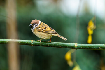 ptak mazurek (Passer montanus) siedzi na gałęzi