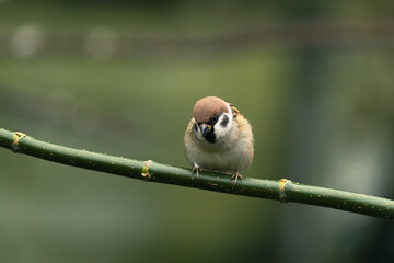 ptak mazurek (Passer montanus) siedzi na gałęzi © Henryk Niestrój