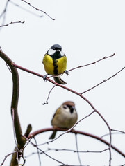 sikorka bogatka i mazurek na drzewie © Henryk Niestrój