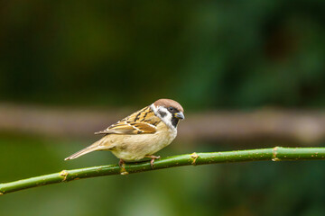 ptak mazurek (Passer montanus) siedzi na gałęzi © Henryk Niestrój