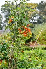 Tom Thumb tomato plant with ripe red fruit in the vine growing outdoors in a vegetable garden on a summers day in England UK