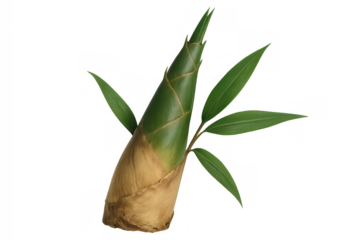 Fresh bamboo shoot with green leaves, essential ingredient for asian cuisine, growing plant, transparent background