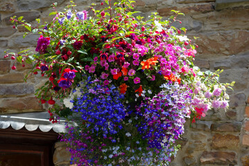 All things bright and beautiful, a large hanging basket full of a mixture of flowers growing together creating a lovely display of plants on a summers day.
