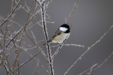 Swarm of bees flying in and out of a honeycomb nestled within a tree trunk, bathed in warm sunlight, highlighting the natural beauty of the hive