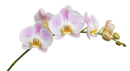 A delicate stem of blooming pink and white Phalaenopsis orchid flowers with unopened buds isolated on a clean white background.