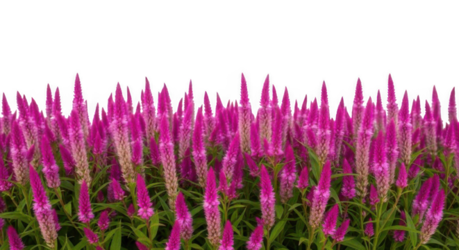 A vibrant cluster of pink spiky Celosia flowers isolated on a clean white background, creating a natural border.
