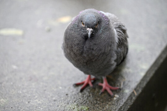 Posing Pigeons in Hamburg Public Park. Flying, dancing and playing pigeons. Planten un Blomen, Hamburg, Germany. - Powered by Adobe