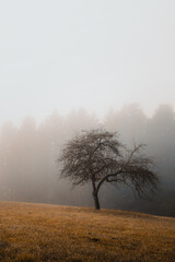An apple tree on a meadow on a foggy morning in autumn