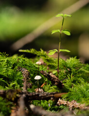 Tiny white toadstools and a delicate seedling rising from vibrant green moss on a woodland floor - close-up nature detail