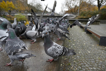 Posing Pigeons in Hamburg Public Park. Flying, dancing and playing pigeons. Planten un Blomen, Hamburg, Germany.