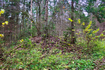 Ancient woodland burial mound shrouded in dense, serene autumn forest. Lush undergrowth and sparse trees create a mystical, historical nature scene