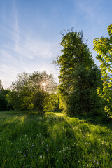Sunlit meadow and woodland edge at golden hour with wildflowers and tall grass