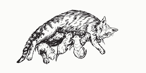 Mother cat feed kittens, top view, doodle black ink drawing, woodcut vector