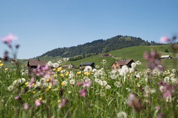 Wildflower Meadow with Traditional Swiss Farmhouses and Rolling Green Hills under a Clear Blue Sky