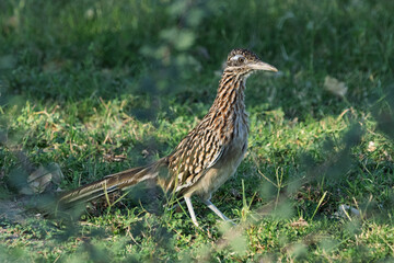 Female Road Runner in the grass sunny day