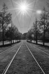 Sunlit tram tracks on a tree-lined median in Strasbourg - black and white urban perspective with strong leading lines