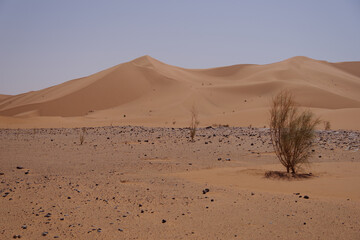 Algerian Sahara sand dunes with sparse shrubs and wind-sculpted ridges under a clear blue sky