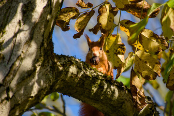 Red squirrel eating a walnut on a tree branch