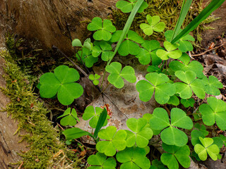 wood sorrel growing in the woods