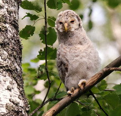 An ural owl  (Strix uralensis) chick sits on a tree