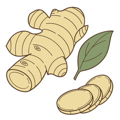 Hand drawn ginger root and sliced ginger isolated on