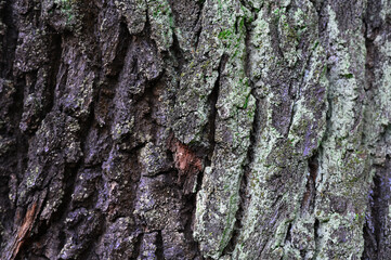 Close-up texture of rough tree bark covered with natural moss and lichen. Detailed organic surface showing cracks, layers, and earthy colors. Ideal as a nature background, texture overlay, or environm