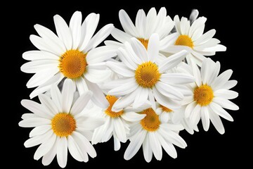 Beautiful White Daisy Flowers Blooming with Yellow Centers