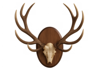 Deer antler skull mount taxidermy trophy on wooden board, hunting decoration on transparent background