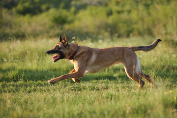 A Belgian Malinois runs across a sunny field, mouth open and eyes focused. Its posture shows powerful stride and drive.