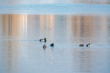 Naklejka premium Ducks swimming peacefully in a calm lake during the early morning hours