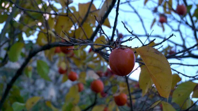 Closeup, red persimmons hanging in the tree.