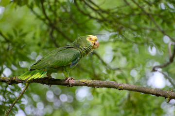 Yellow-headed amazon parrot perched on a tree branch close-up