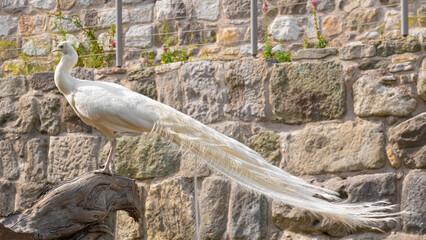 White peacock standing on a tree branch against a stone wall