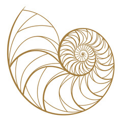 Elegant gold line art of a nautilus shell spiral showcasing the fibonacci sequence and natural geometric patterns on a clean white background