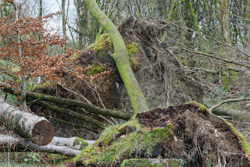 A fallen tree with moss growing on it