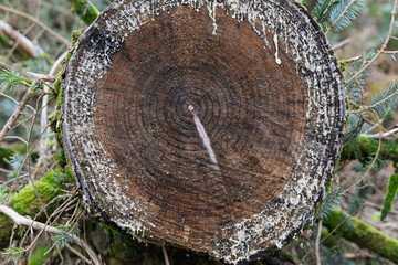 A large tree stump with a white substance on it