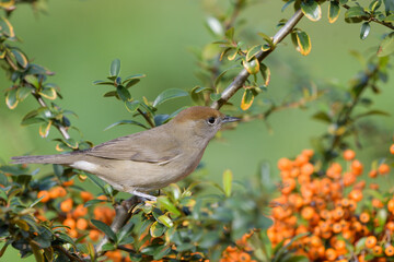 Close-up of a female blackcap warbler next to the berries of a firethorn bush