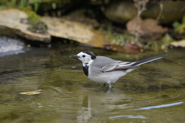 White wagtail in the water looking for food