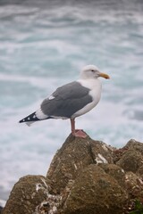 Asilomar State Beach, California: Seagull Standing Alongside The Rocky Pacific Coastline