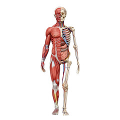 Anatomical illustration of human muscular and skeletal systems isolated on transparent background