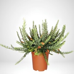 green tree on white background