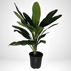 green plant in a pot